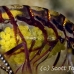 lobster_squat_dr_kb_h_0006_png0414_crop.jpg
